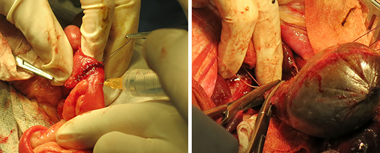 軟部外科（胆のう摘出、会陰ヘルニア、門脈シャント、腸管吻合.etc）