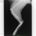 猫の脛骨骨折
